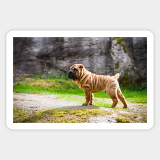 Shar Pei Puppy Sticker